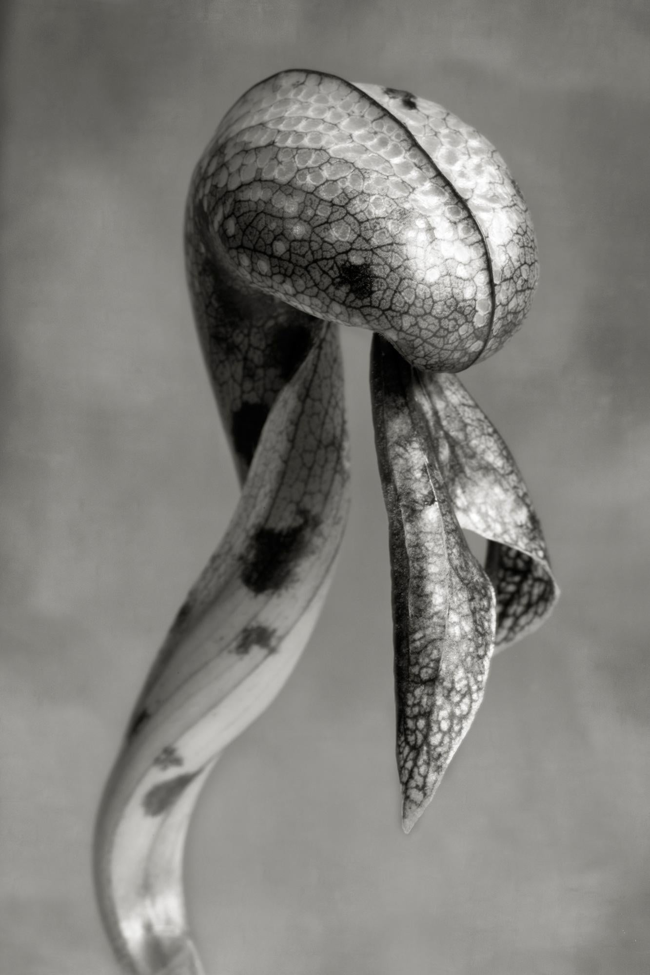 Beth Moon Still-Life Photograph - Cobra Lily