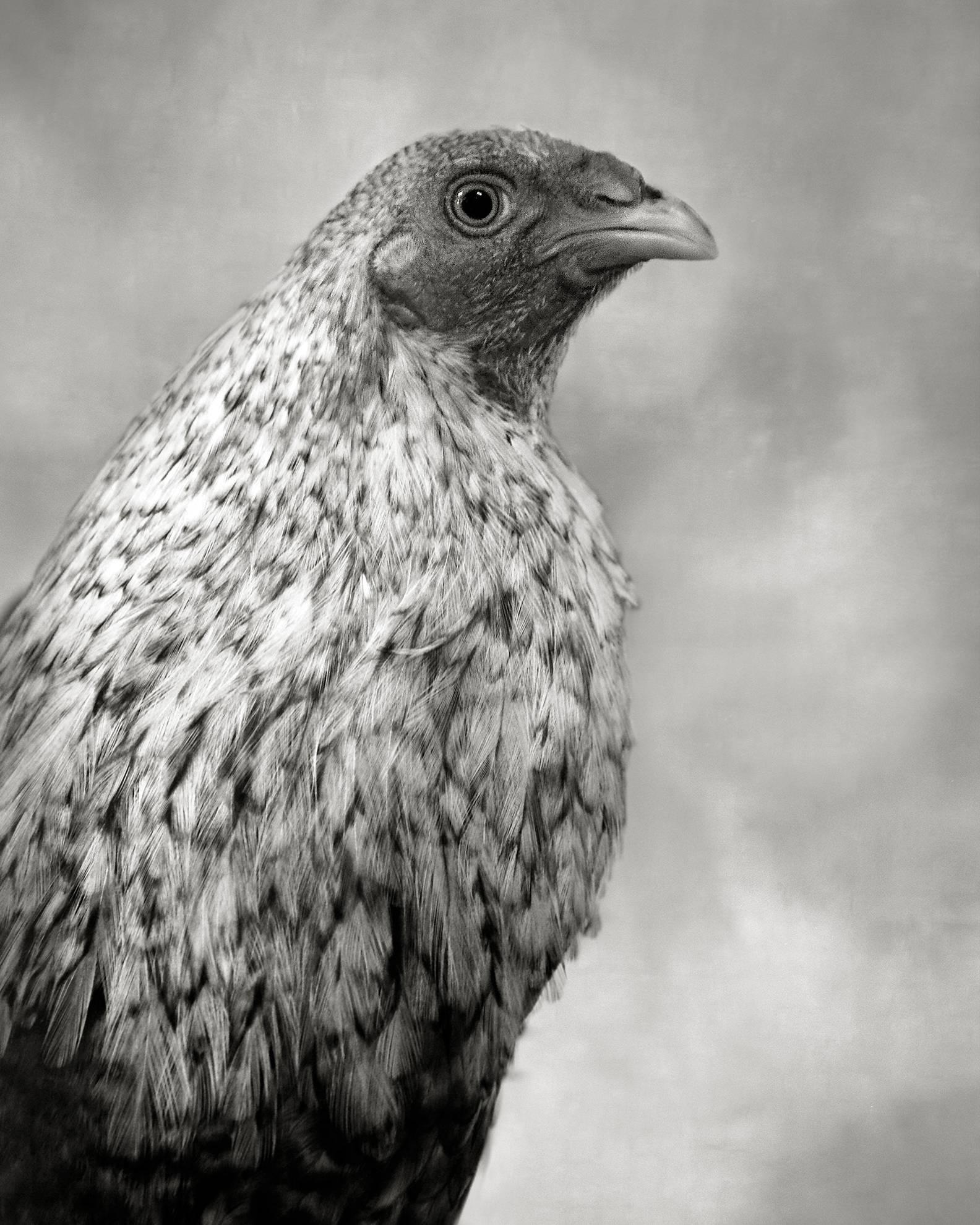 Portrait Photograph de Beth Moon - Juego del Crele