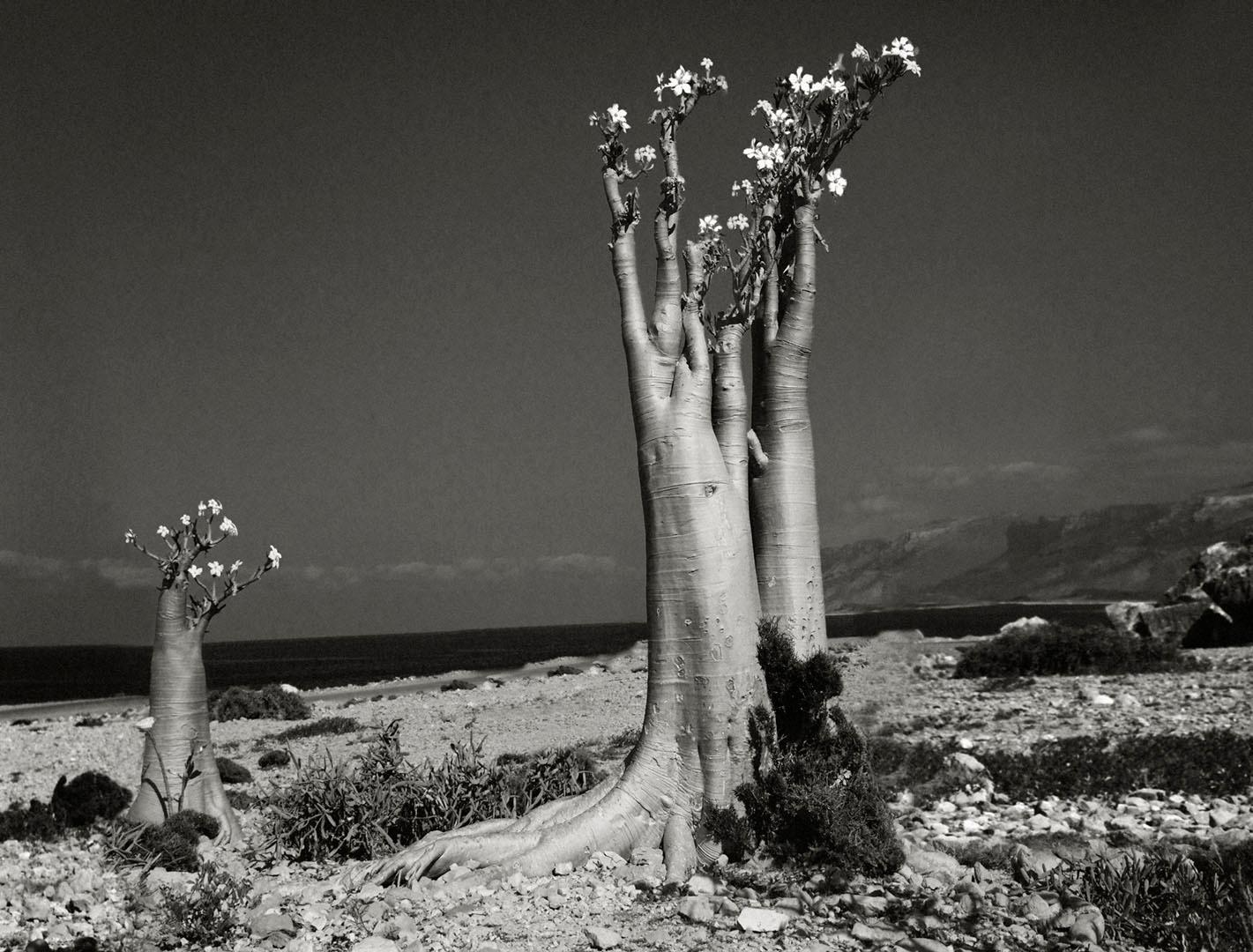 Beth Moon Black and White Photograph - Desert Rose (Erher Beach)