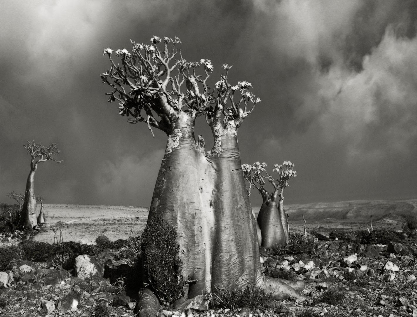 Landscape Photograph Beth Moon - Rose du désert (Wadi fa Lang)