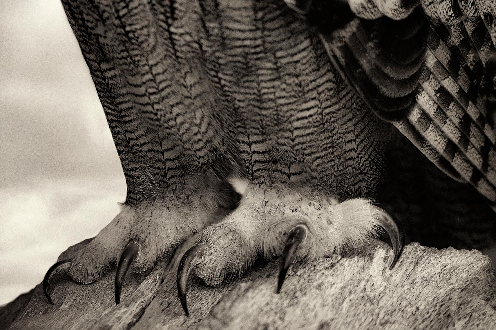 Beth Moon Black and White Photograph - Eagle Owl Feet, limited edition photograph, signed, Platinum/Palladium Print
