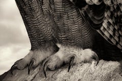 Eagle Owl Feet, limited edition photograph, signed, Platinum/Palladium Print
