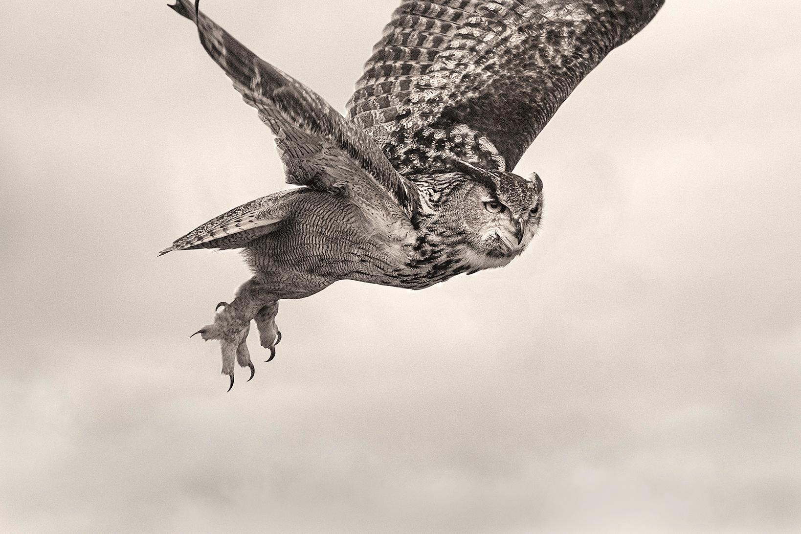 Eagle Owl Flying, limited edition photograph, signed, Platinum/Palladium Print