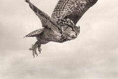 Eagle Owl Flying, Fotografie in limitierter Auflage, signiert, Platin/Palladiumdruck