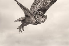 L'aigle volant en édition limitée, signée, impression platine/palladium