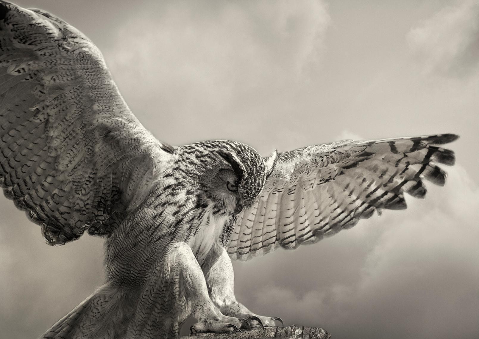 Beth Moon Black and White Photograph - Eagle Owl Landing, limited edition photograph, signed, Platinum/Palladium Print