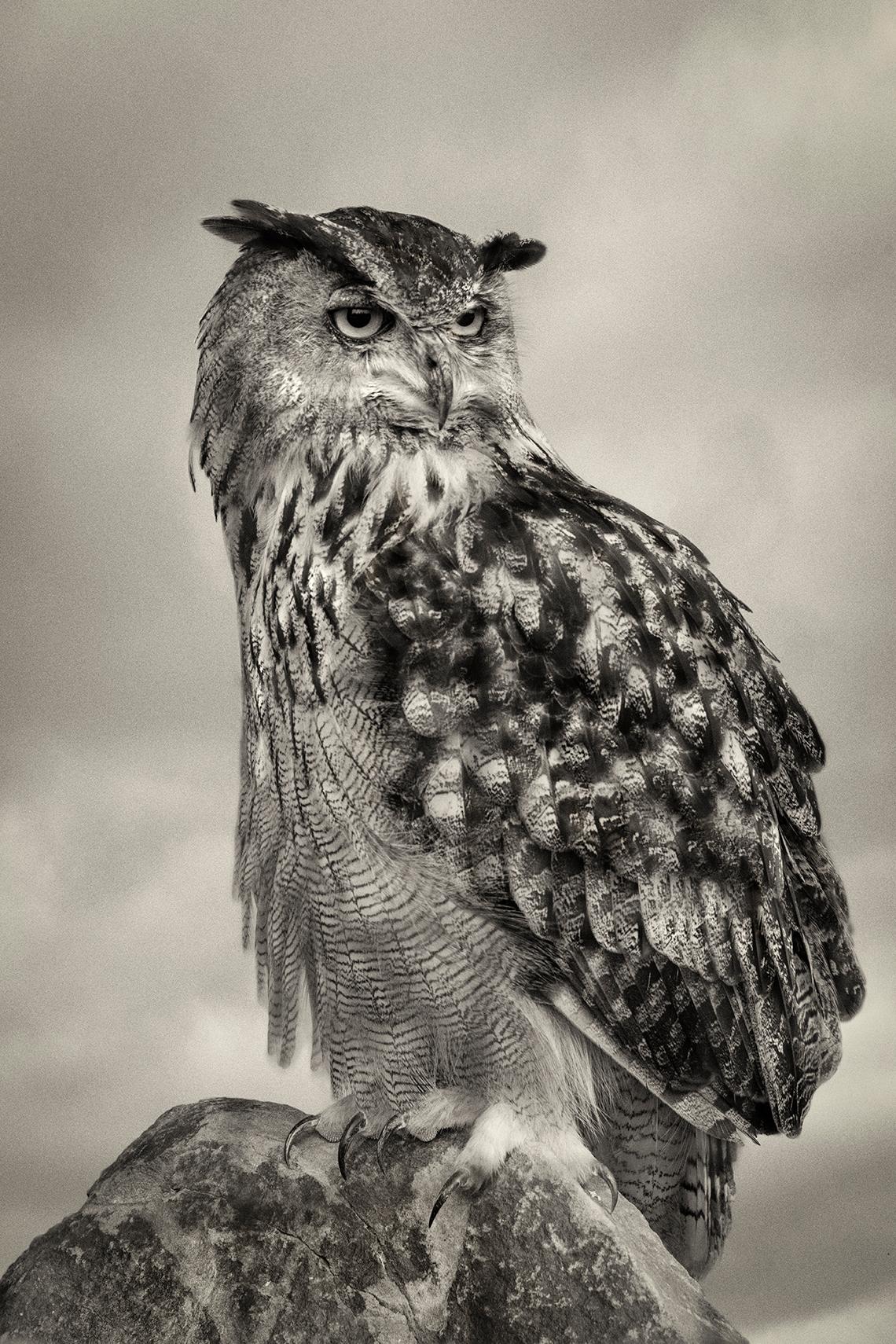 Beth Moon Black and White Photograph - Eagle Owl, limited edition photograph, signed, Platinum/Palladium Print