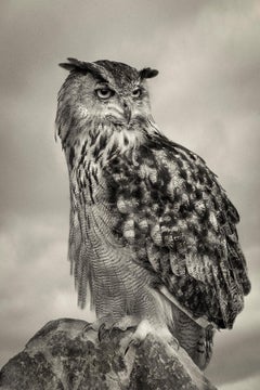 Eagle Owl, photographie en édition limitée, signée, impression platine/palladium