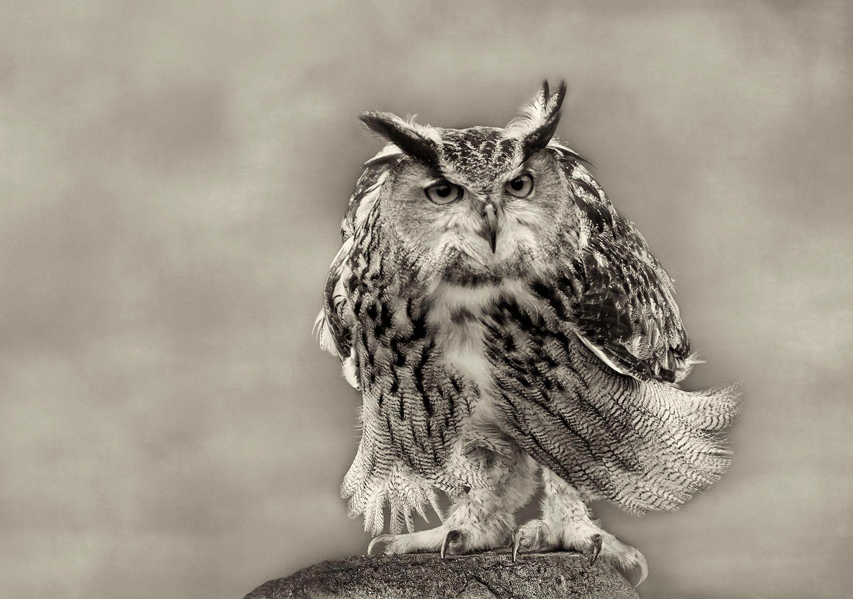 Beth Moon Black and White Photograph - Eurasian Eagle Owl, limited edition photograph, signed, Platinum/Palladium Print