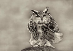Eurasian Eagle Owl, limited edition photograph, signed, Platinum/Palladium Print