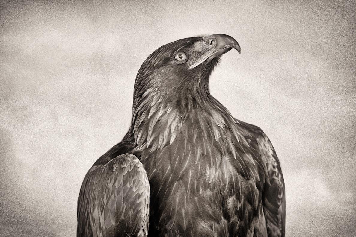 Beth Moon Black and White Photograph - Golden Eagle II, limited edition photograph, signed, Platinum/Palladium Print