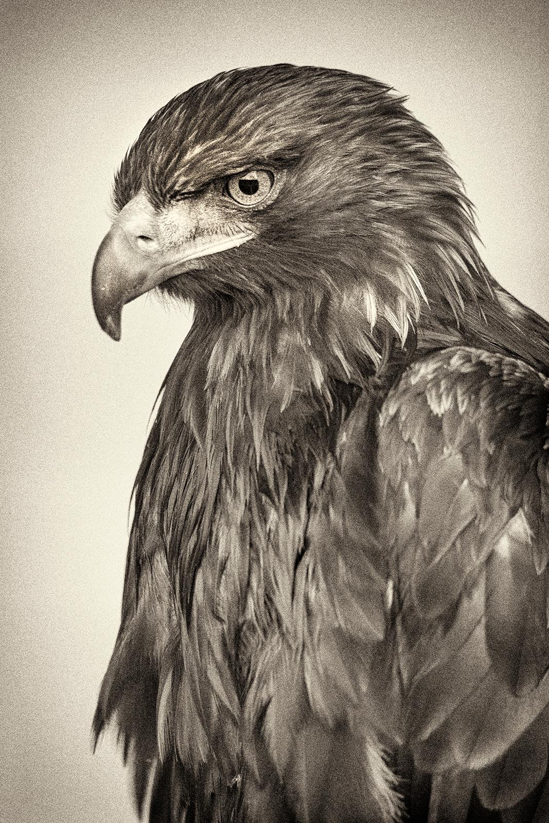 Beth Moon Black and White Photograph – Golden Eagle, Foto in limitierter Auflage, signiert, Platin/Palladium Druck