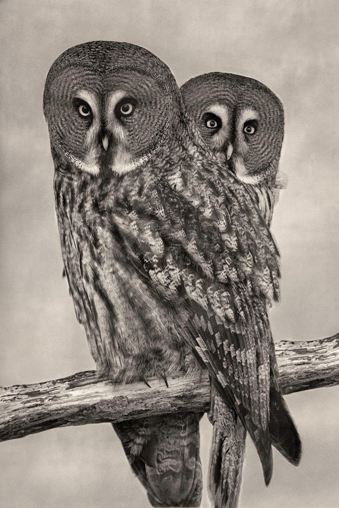 Beth Moon Animal Print - Great Gray Owls, limited edition photograph, signed, Platinum/Palladium Print