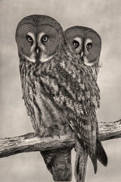 Great Gray Owls, limited edition photograph, signed, Platinum/Palladium Print