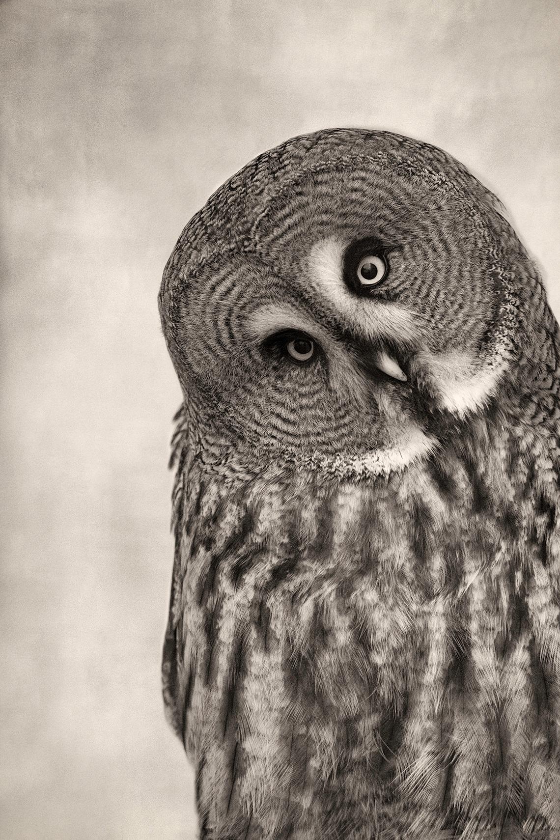 Beth Moon Animal Print - Great Grey Owl, limited edition photograph, signed, Platinum/Palladium Print
