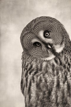 Great Grey Owl, limited edition photograph, signed, Platinum/Palladium Print