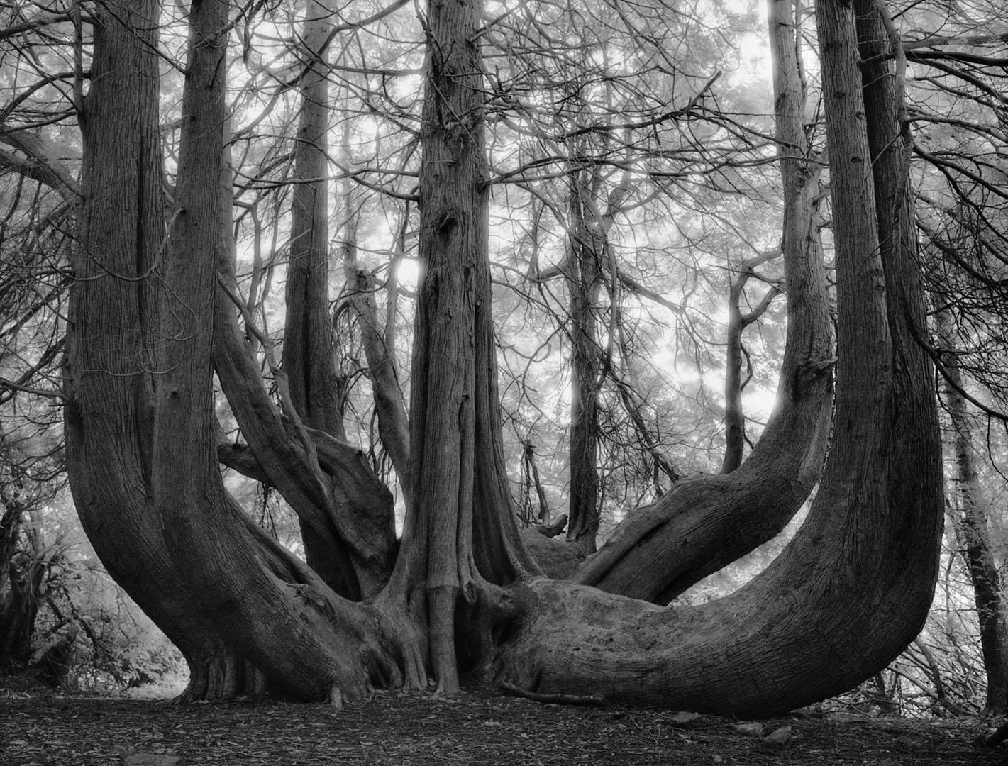 Beth Moon Black and White Photograph - Great Western Red Cedar 
