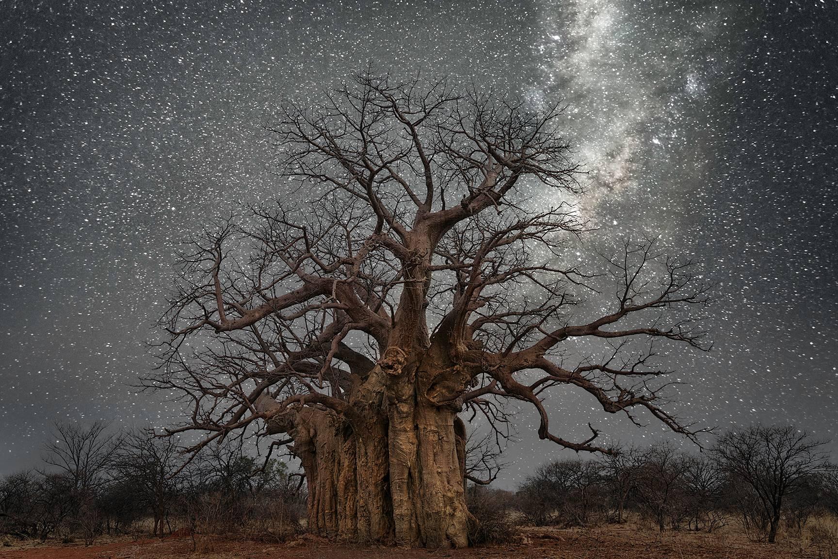 Beth Moon Landscape Photograph - Lacerta