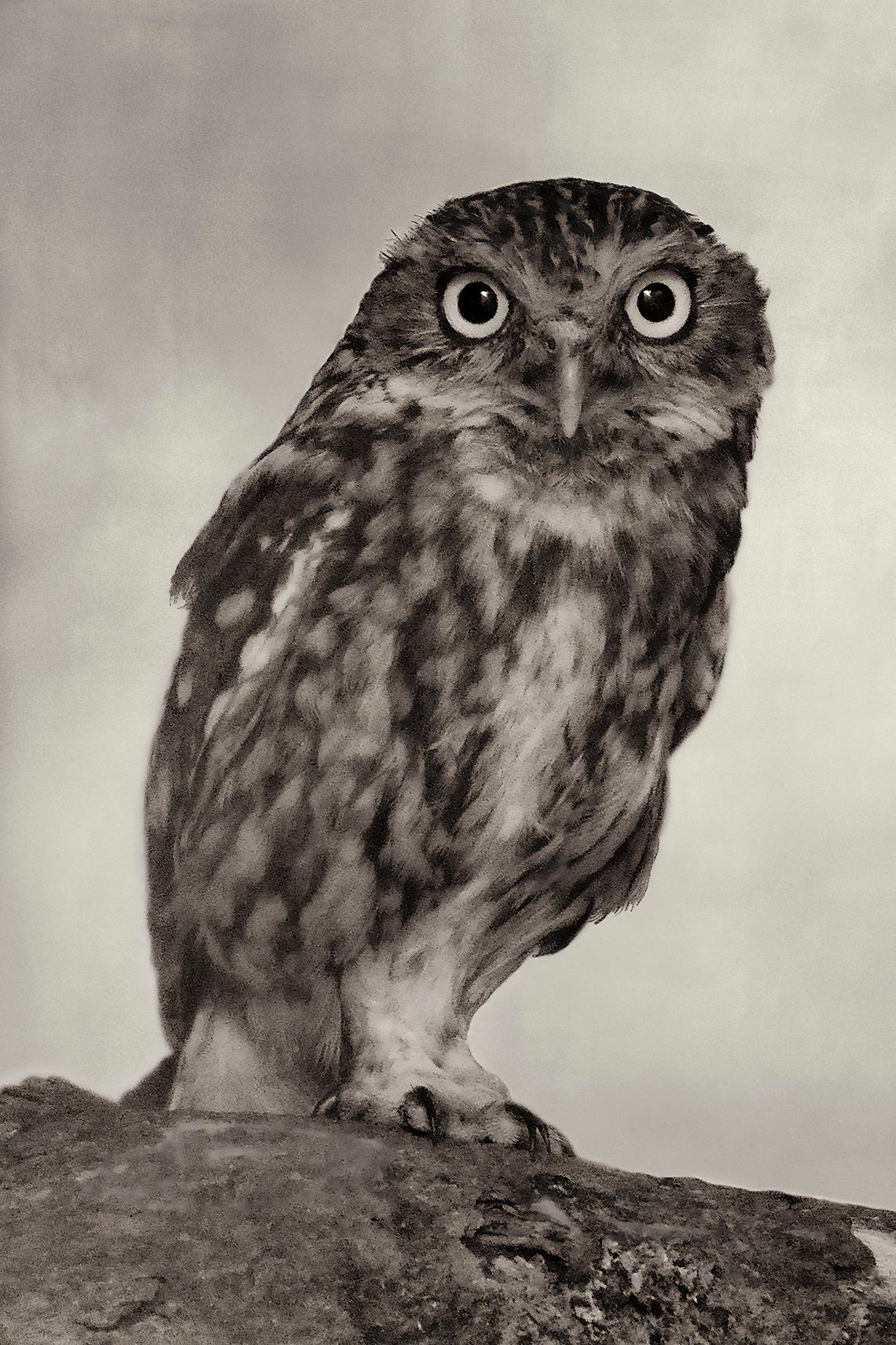 Beth Moon Black and White Photograph – Little Owl, Fotografie in limitierter Auflage, signiert, Platin/Palladiumdruck