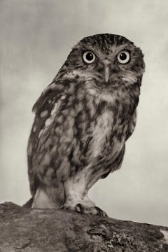 Little Owl, Fotografie in limitierter Auflage, signiert, Platin/Palladiumdruck