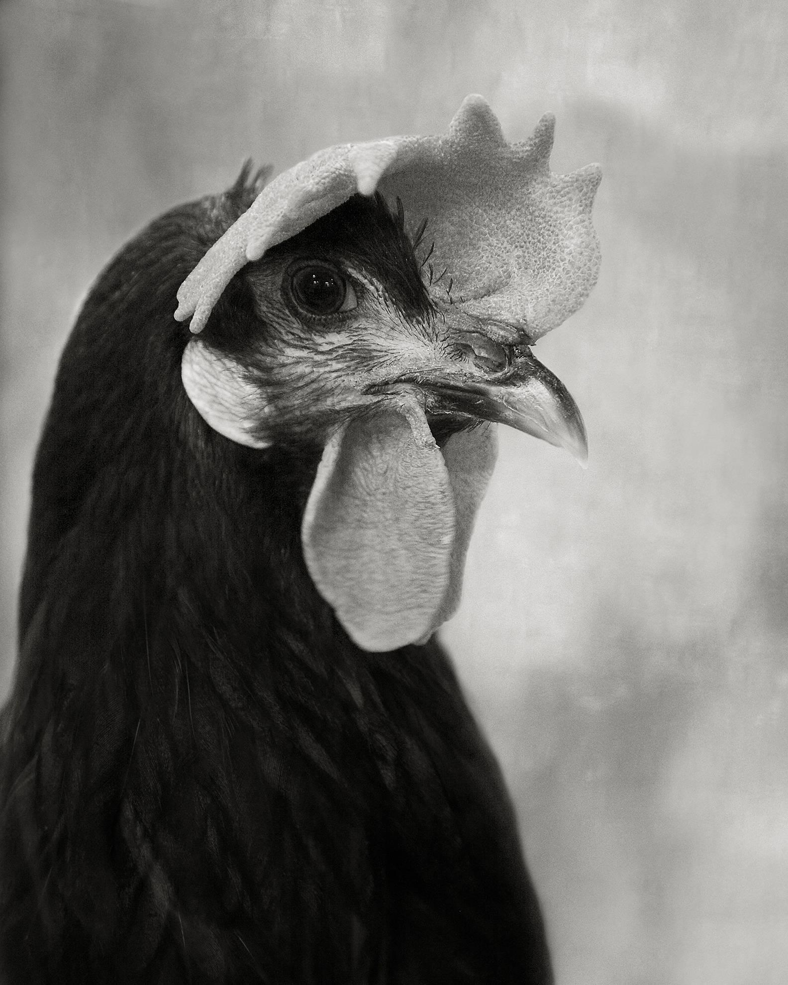 Beth Moon Portrait Photograph - Minorca Black Hen 