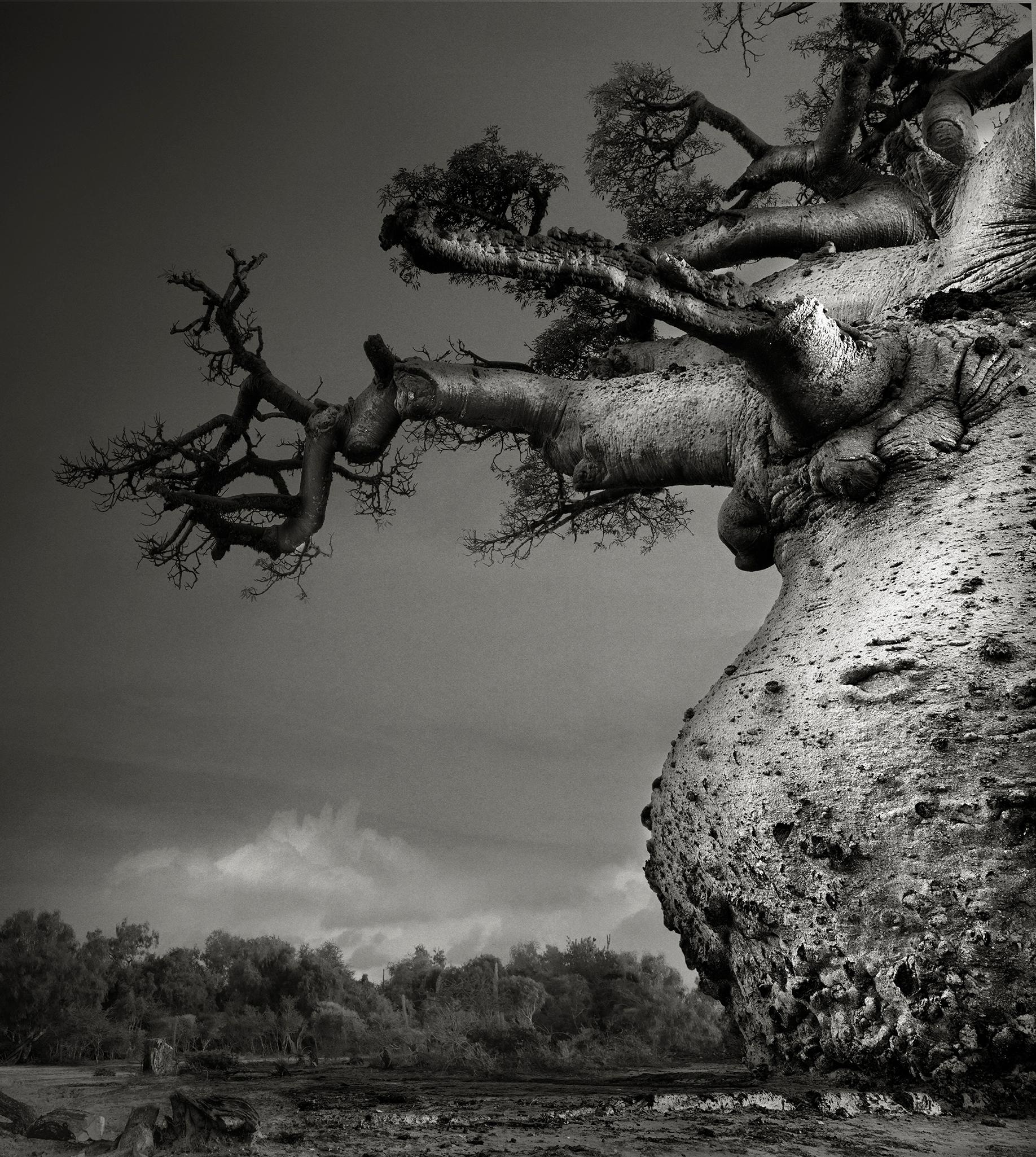 Beth Moon Landscape Photograph - Mother of the Forest