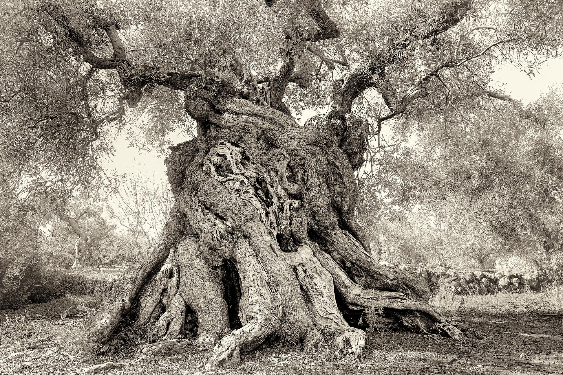 Nardo II - Photograph by Beth Moon