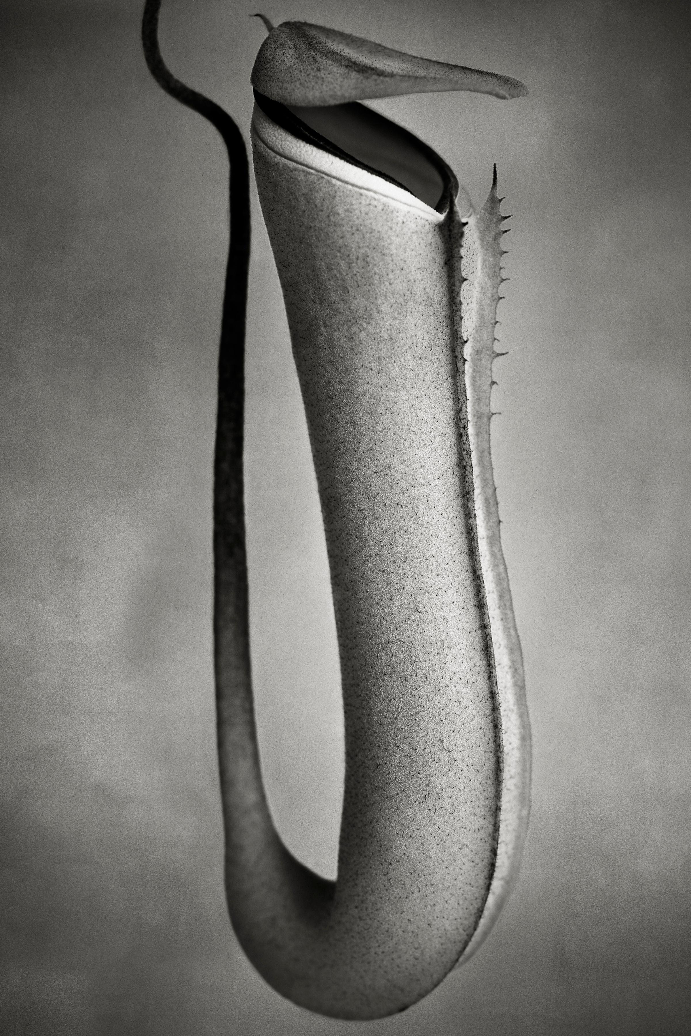 Beth Moon Black and White Photograph - Nepenthes Albomarginata