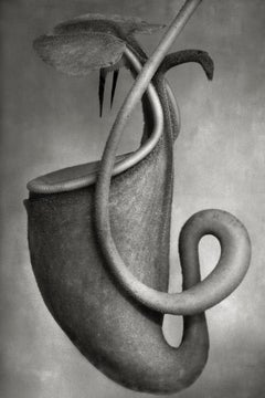 Nepenthes Bicalcarata