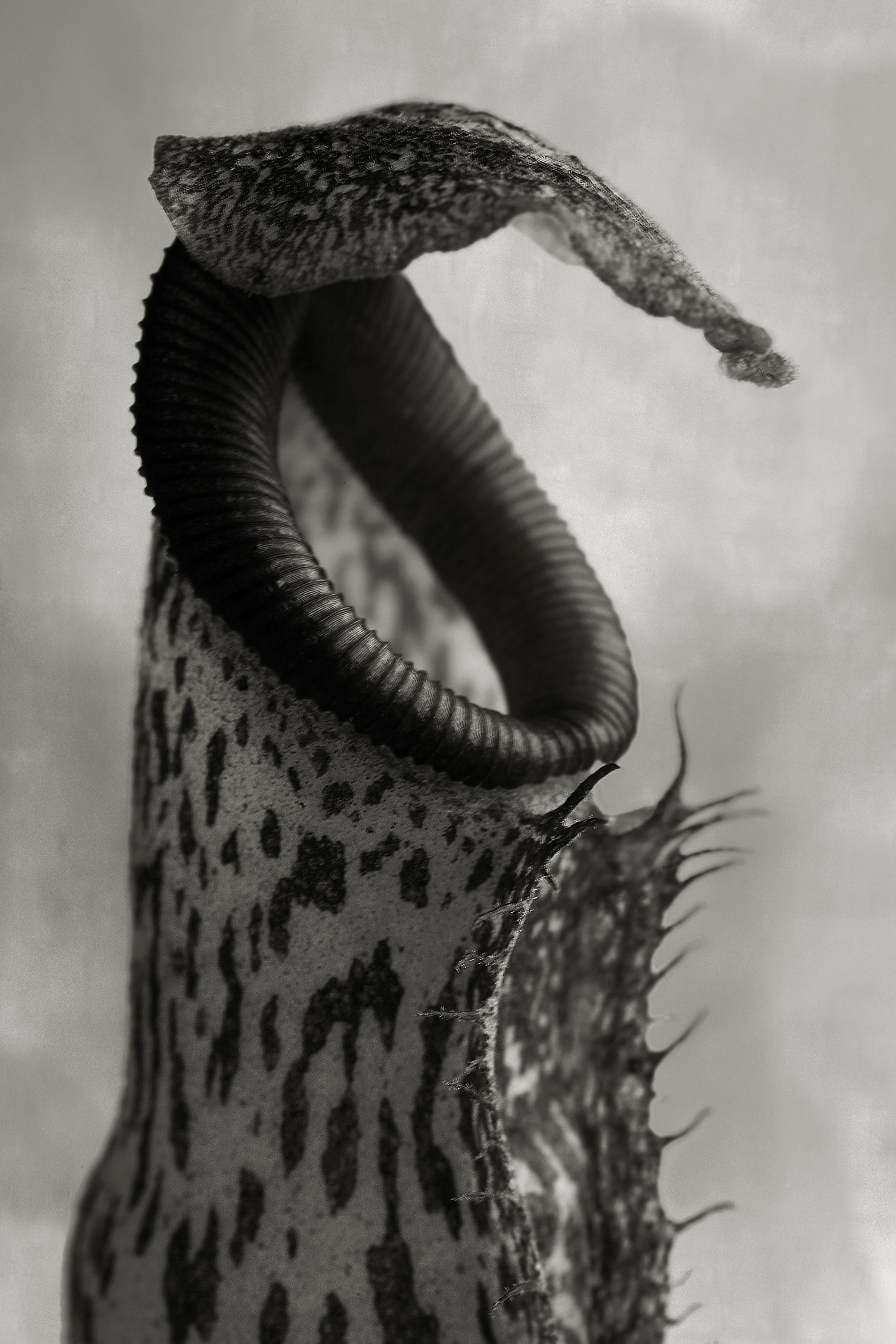 Beth Moon Black and White Photograph – Nepenthes Coccinea 