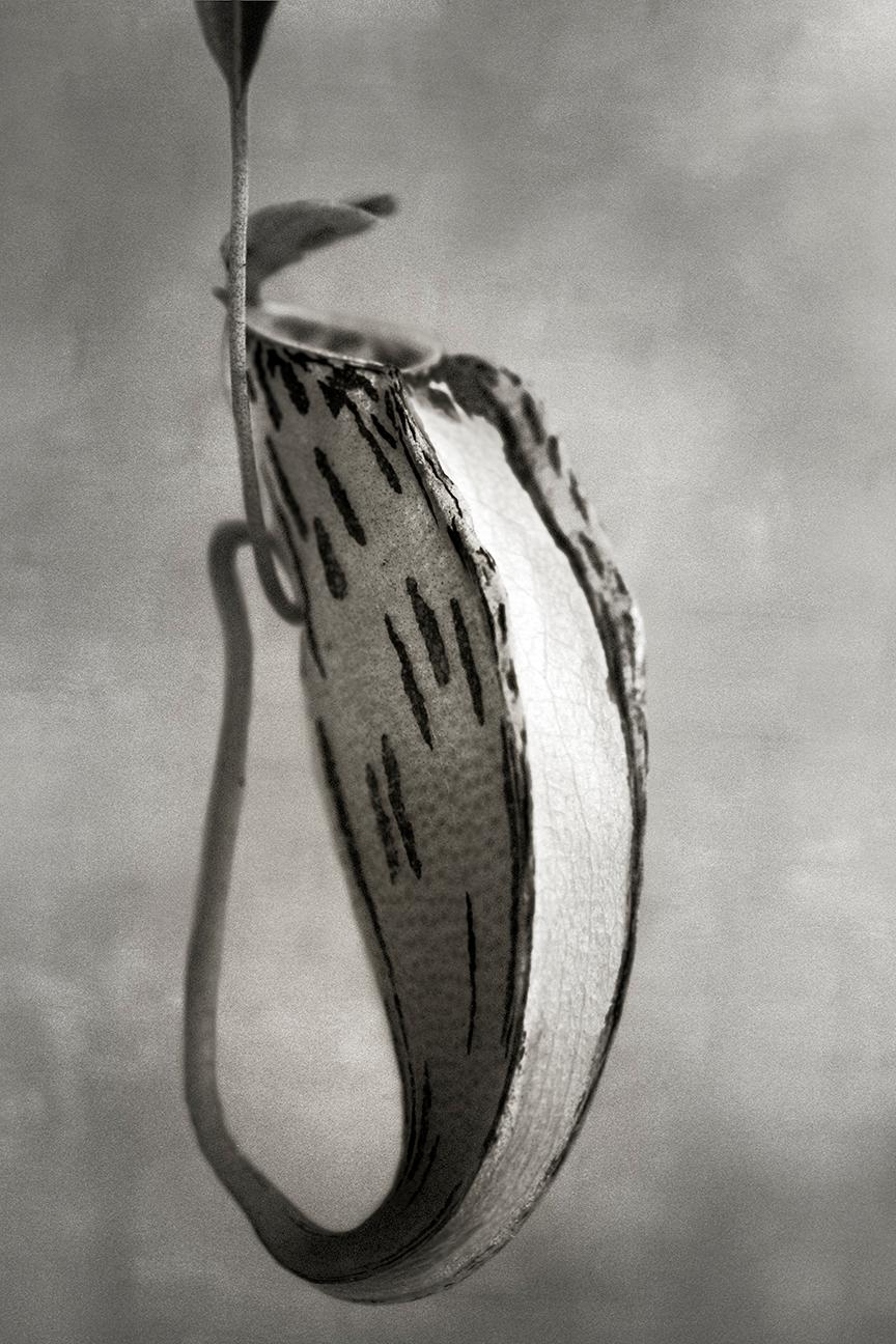 Beth Moon Still-Life Photograph - Nepenthes Glabata