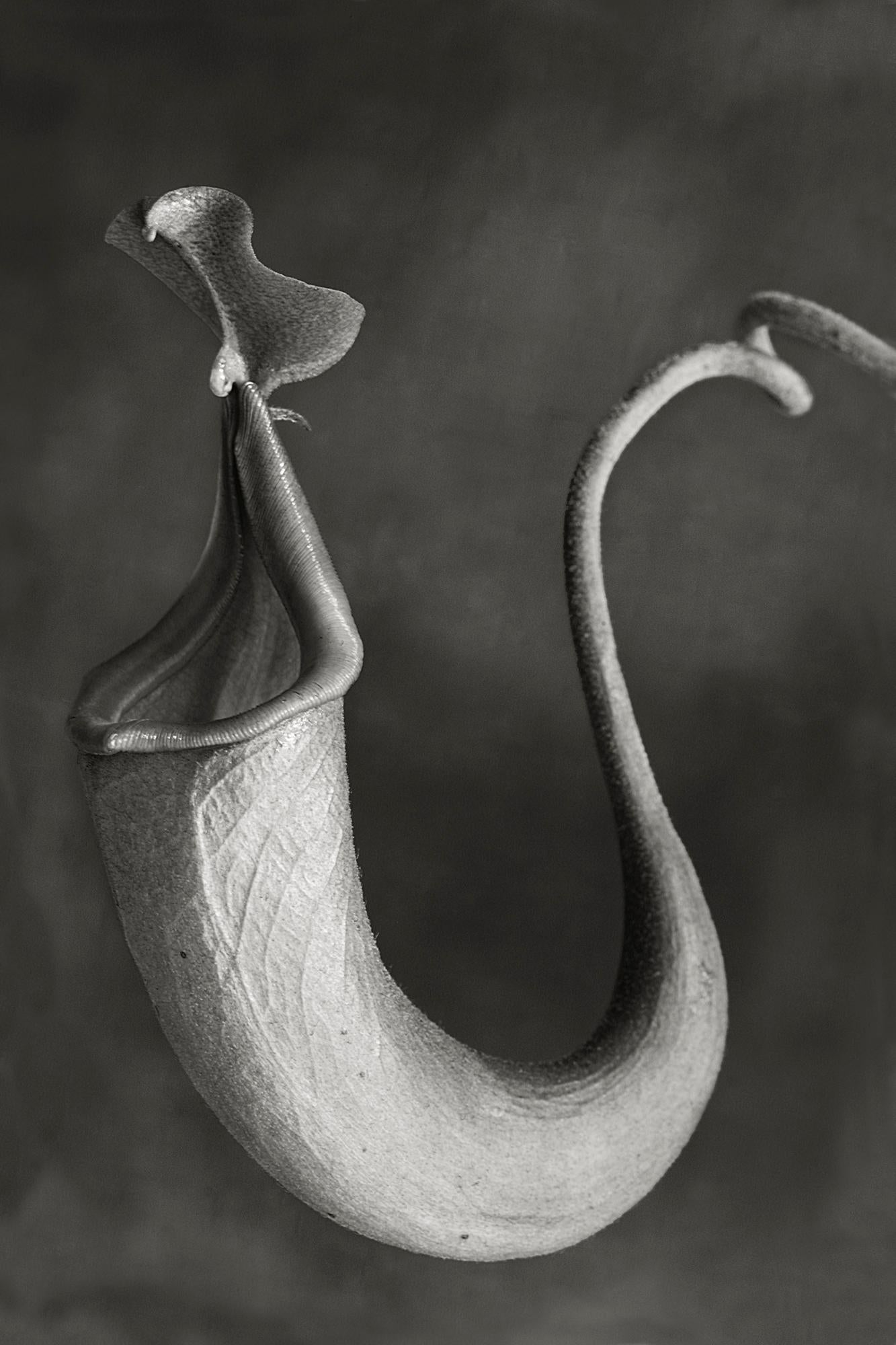 Beth Moon Still-Life Photograph - Nepenthes Miribilis