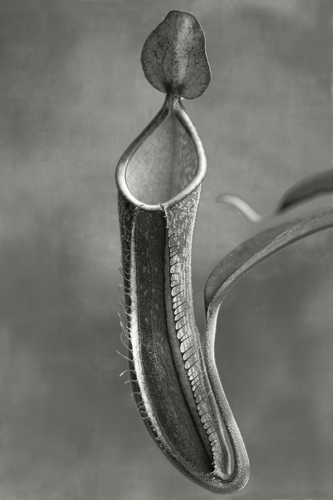 Beth Moon Black and White Photograph - Nepenthes Ramispina