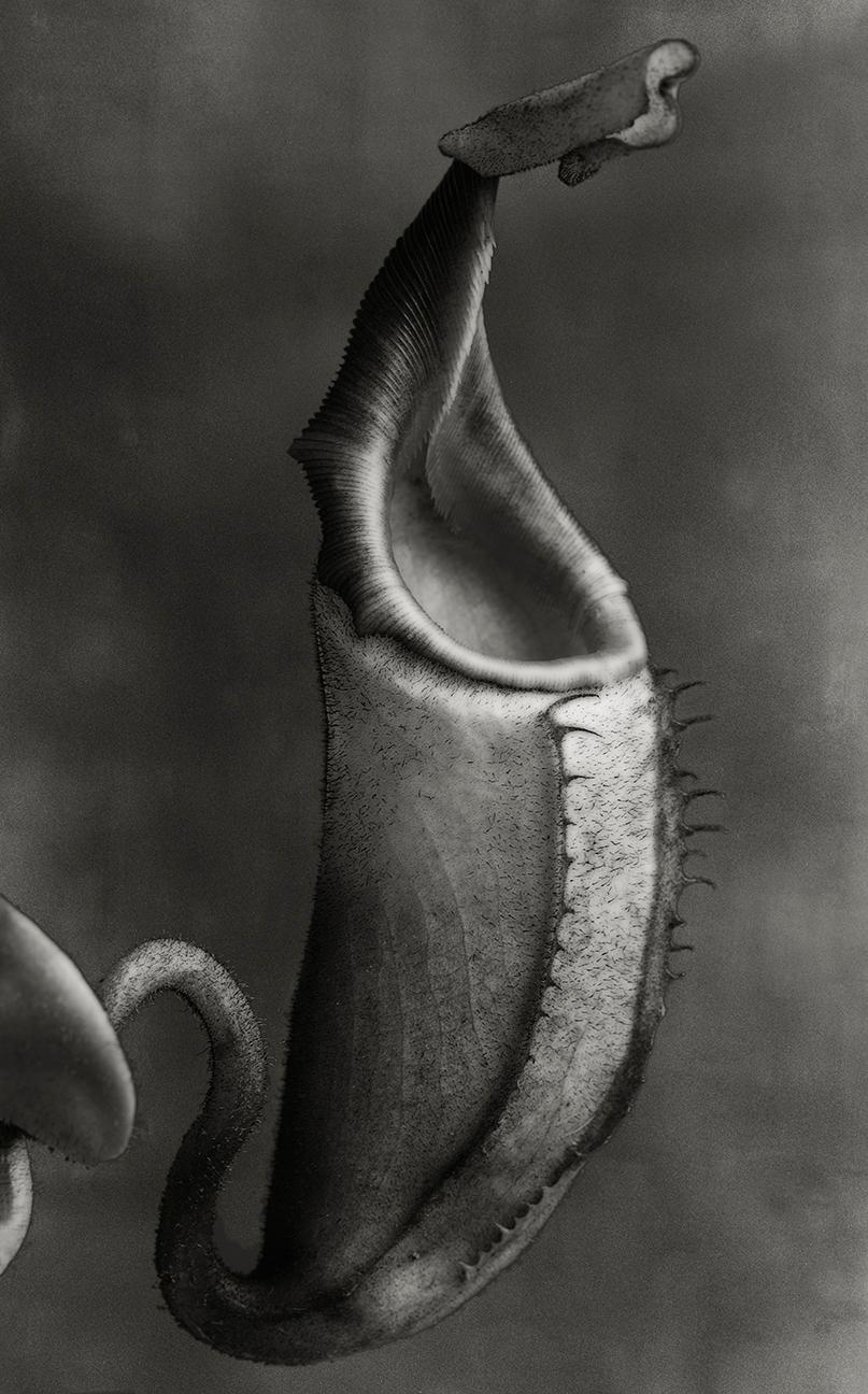 Beth Moon Black and White Photograph - Nepenthes Teveyi