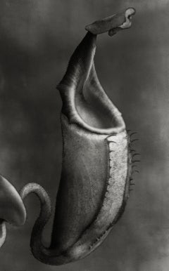 Nepenthes Tomoriana