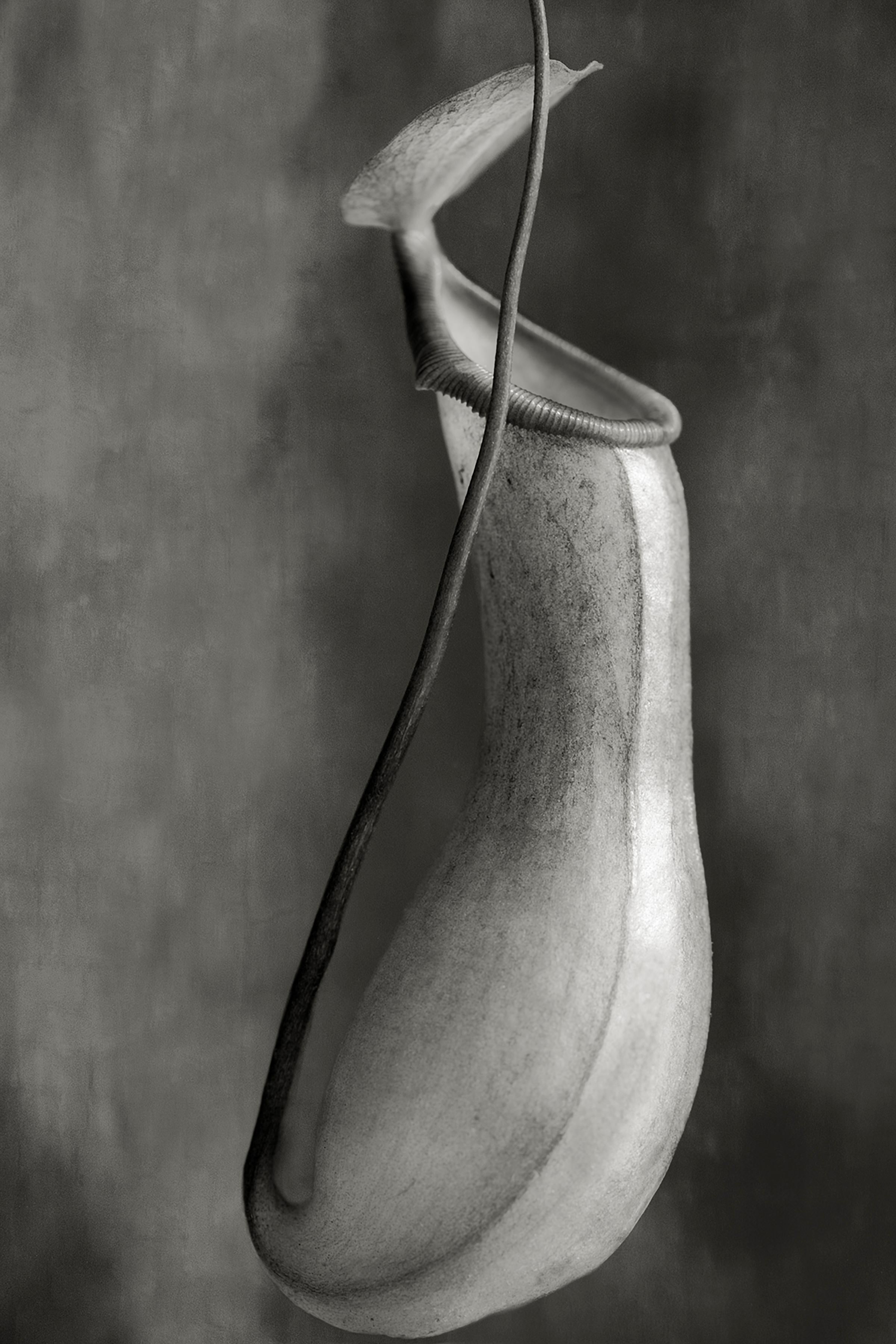 Beth Moon Still-Life Photograph - Nepenthes Ventricosa 