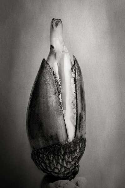 Herbert George Ponting - Sledging Rations for 1 Man for 1 Day For Sale ...