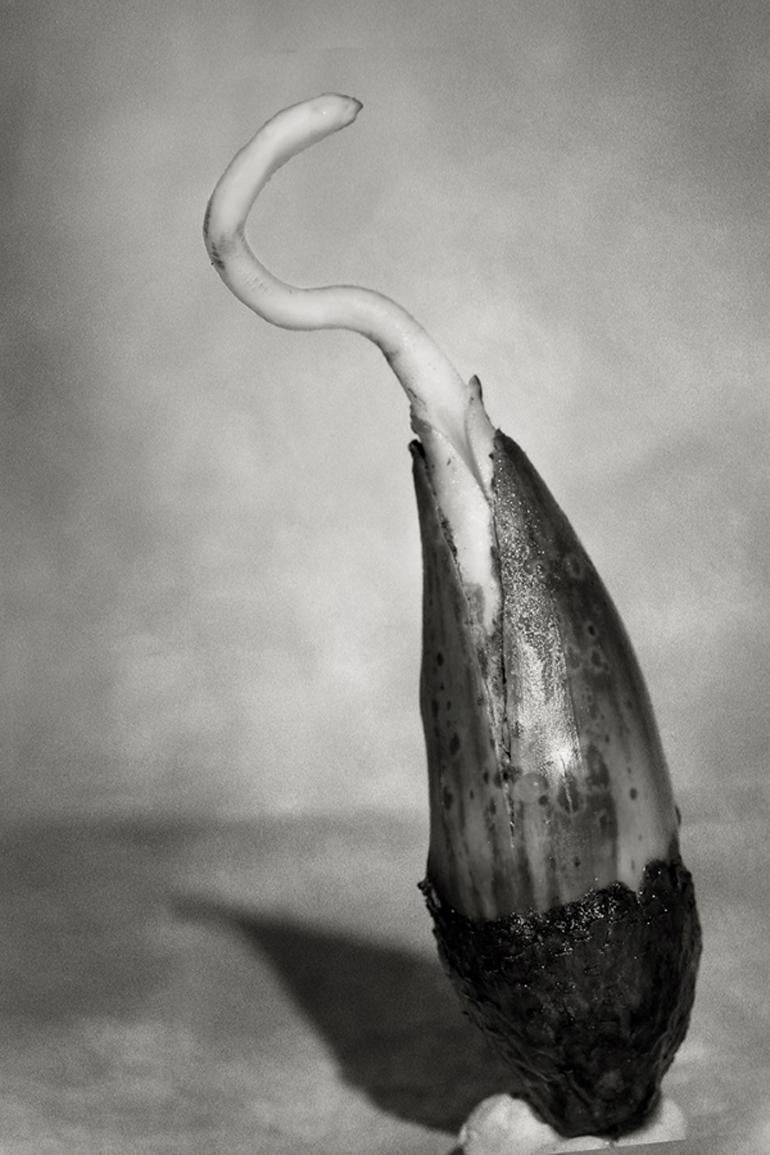 Beth Moon Black and White Photograph – Eichenholz Samen #9