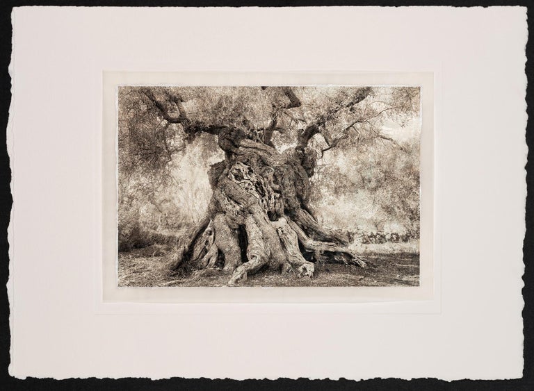 Olive Press - Contemporary Photograph by Beth Moon