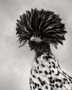 Polish Crested Black