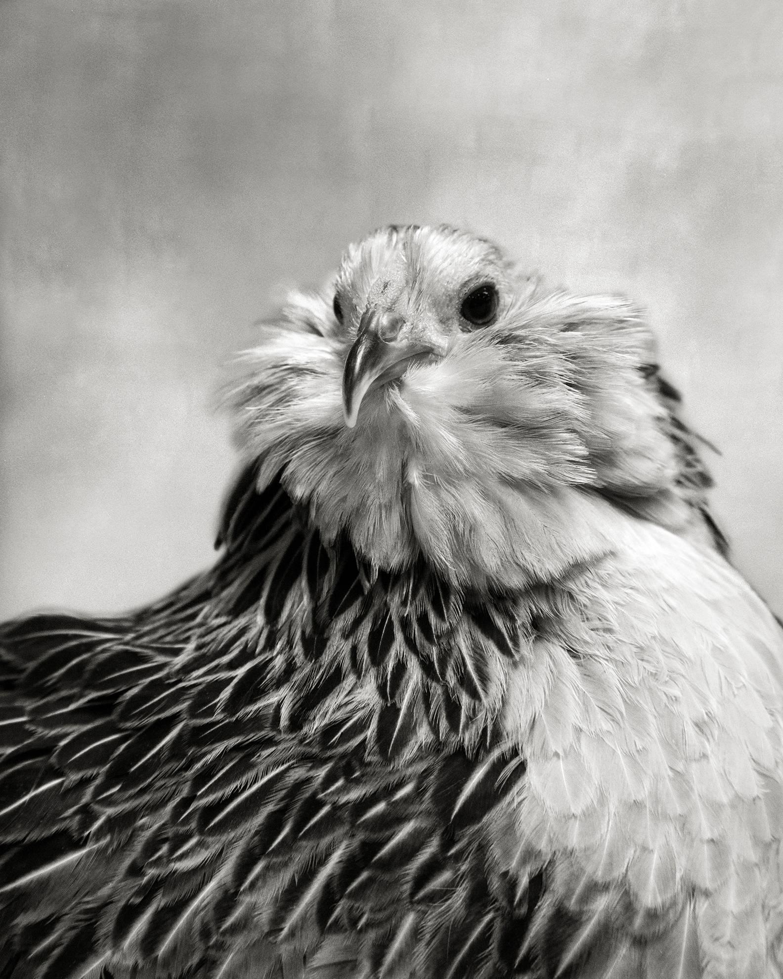 Beth Moon Portrait Photograph – Belgisch gebürsteter Quail D'Anvers