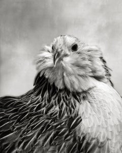 Quail Belgian Bearded D'Anvers