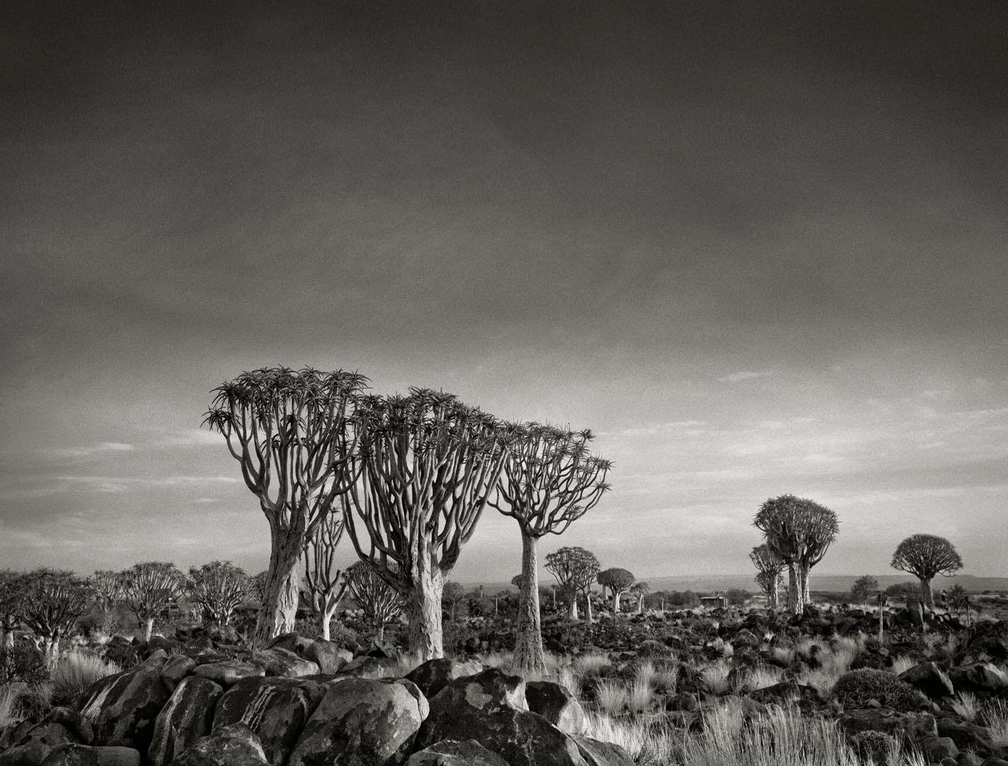 Beth Moon Black and White Photograph - Quiver Tree Forest at Dusk