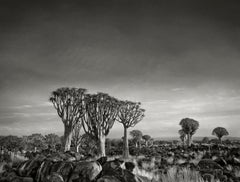 Forêt de Quiver Tree au crépuscule