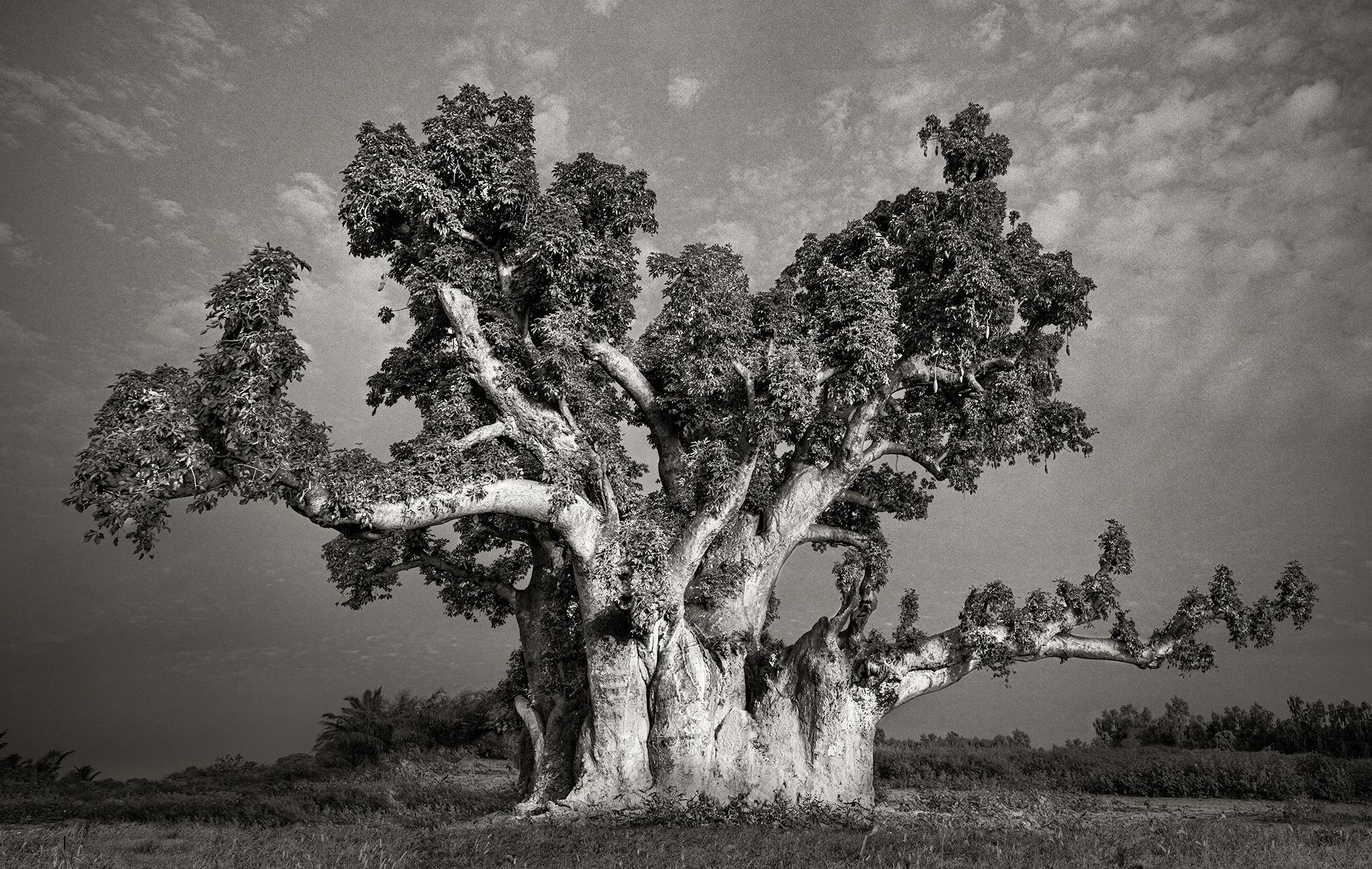 Beth Moon Black and White Photograph - Sacred Baobab of Nianing II, Senegal