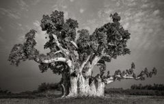 Sacred Baobab of Nianing II, Senegal