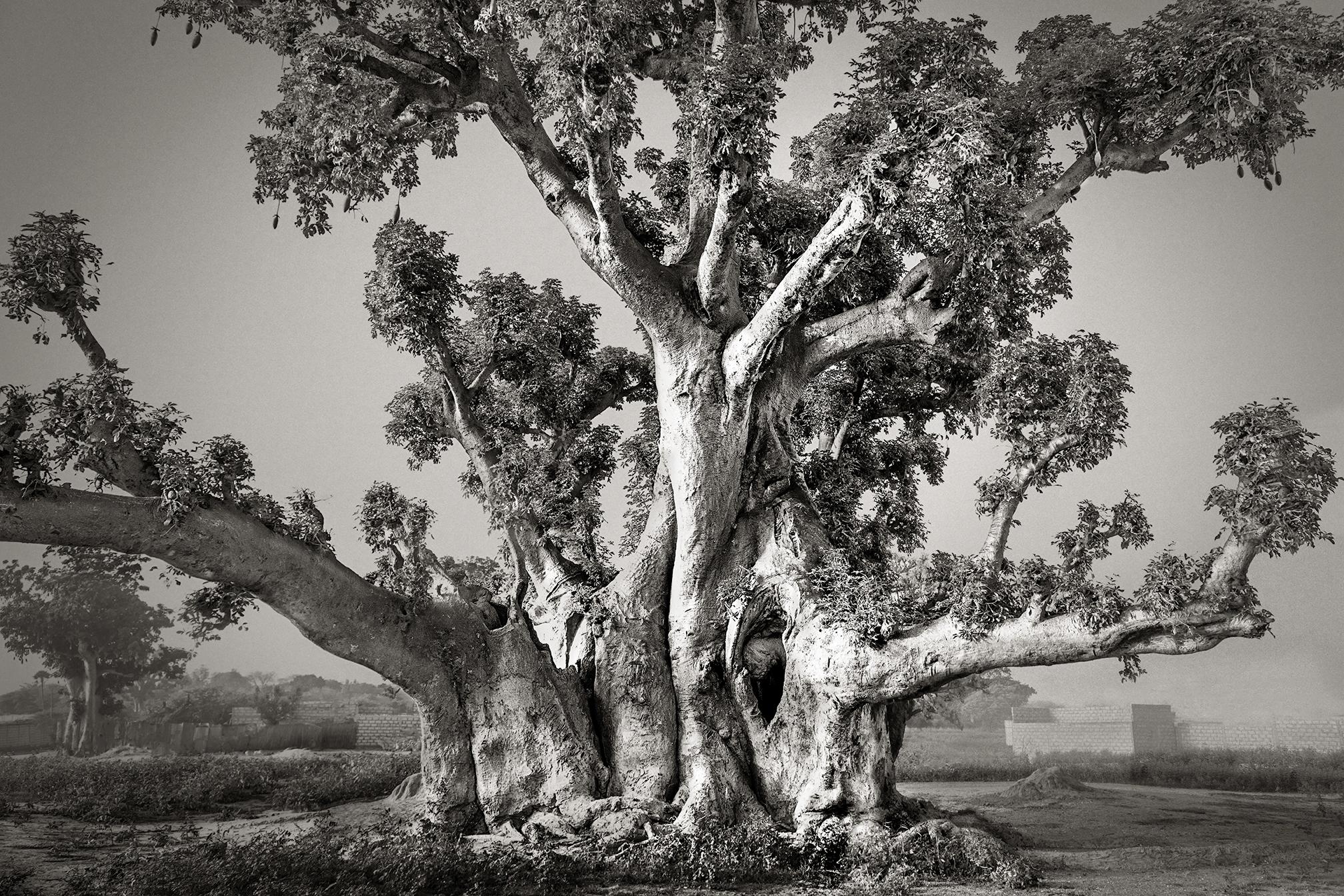 Beth Moon Black and White Photograph - Sacred Baobab of Nianing, Senegal
