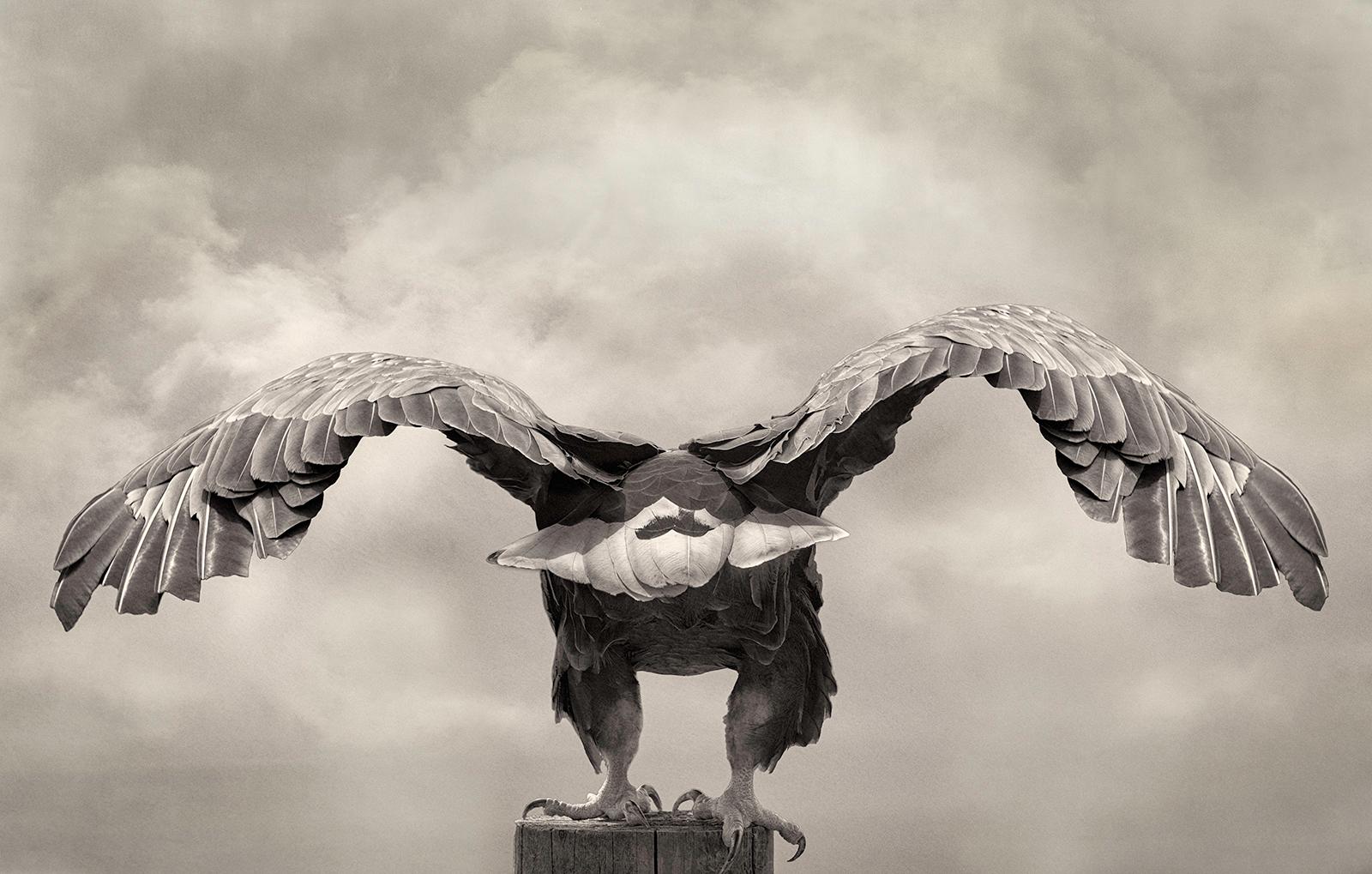 Beth Moon Black and White Photograph - Sea Eagle, limited edition photograph, signed, Platinum/Palladium Print
