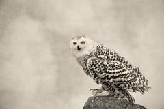 Snowy Owl II, limited edition photograph, signed, Platinum/Palladium Print