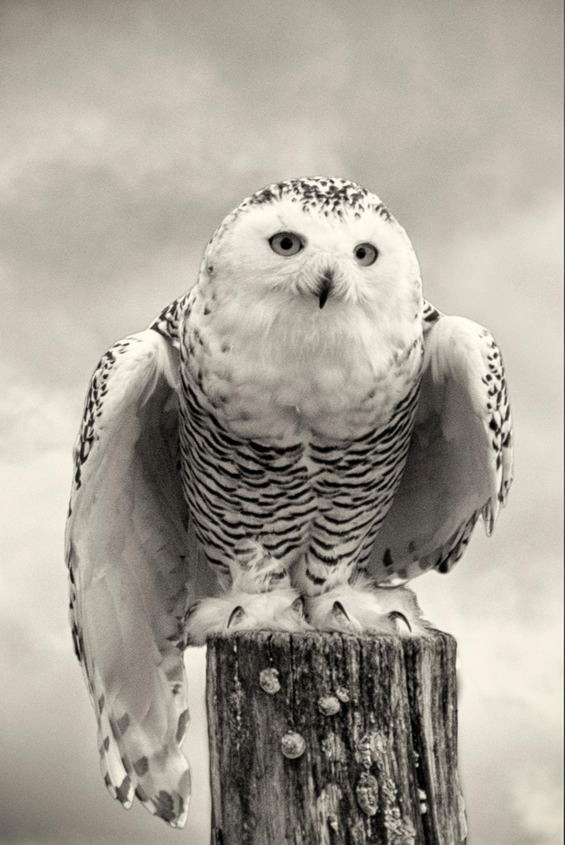 Beth Moon Animal Print - Snowy Owl II, limited edition photograph, signed, Platinum/Palladium Print